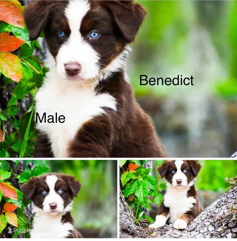 Benedict, a male Australian Shepherd for sale in Port Orange, FL – Photo 1 of 10