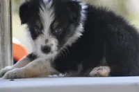 Freckles, a female Australian Shepherd for sale in Port Orange, FL – 2 of 8
