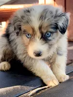 Sailor, a female Australian Shepherd for sale in Port Orange, FL – 6 of 9