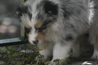 Cameo, a male Australian Shepherd for sale in Port Orange, FL – 2 of 10
