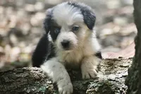 Gemini Blue, a female Australian Shepherd for sale in Port Orange, FL – 4 of 10