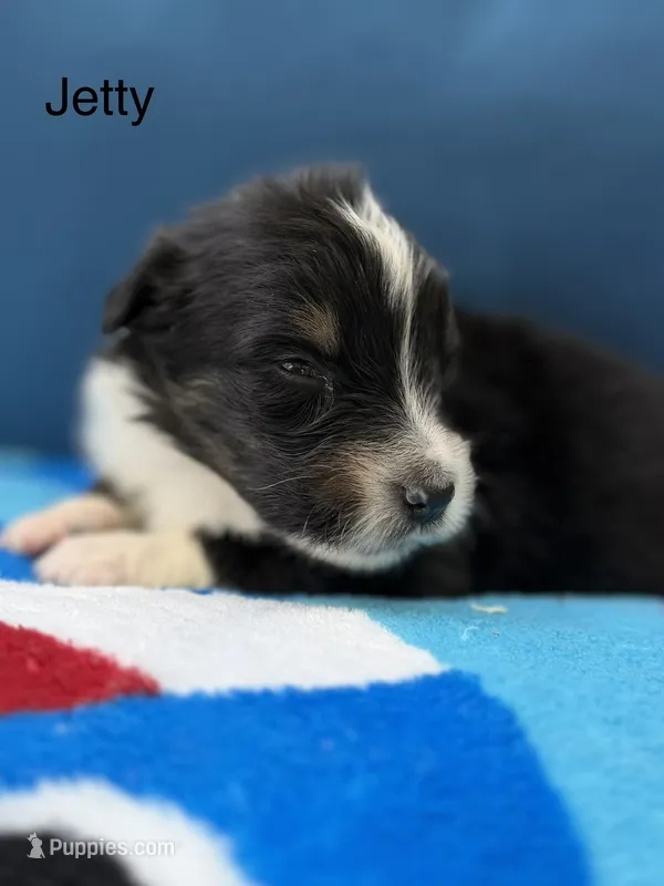 Scuba duba Blue – Australian Shepherd puppy for sale in Port Orange, FL