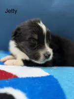 Scuba duba Blue, a male Australian Shepherd for sale in Port Orange, FL – 1 of 5