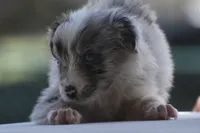 Aruba Blue, a female Australian Shepherd for sale in Port Orange, FL – 3 of 9