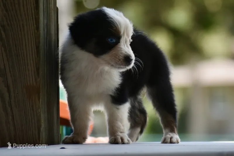 Gemini Blue – Australian Shepherd puppy for sale in Port Orange, FL