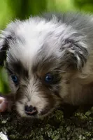 Aruba Blue, a female Australian Shepherd for sale in Port Orange, FL – 5 of 9