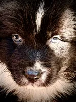 Sebastien, a male Australian Shepherd for sale in Port Orange, FL – 10 of 10