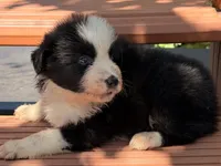 Breezy blue, a male Australian Shepherd for sale in Port Orange, FL – 7 of 10