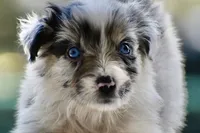 Aruba Blue, a female Australian Shepherd for sale in Port Orange, FL – 9 of 9