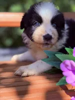 Breezy blue, a male Australian Shepherd for sale in Port Orange, FL – 10 of 10