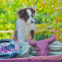Shaza Blue, a female Australian Shepherd for sale in Port Orange, FL – Photo 6 of 10