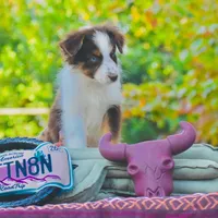 Shaza Blue, a female Australian Shepherd for sale in Port Orange, FL – Photo 8 of 10