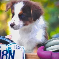Shaza Blue, a female Australian Shepherd for sale in Port Orange, FL – Photo 7 of 10