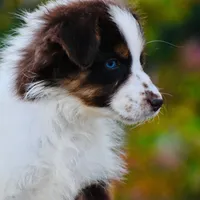Shaza Blue, a female Australian Shepherd for sale in Port Orange, FL – Photo 4 of 10
