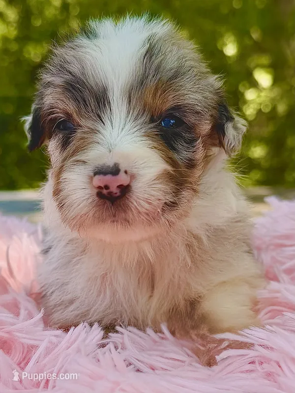Aruba Blue – Australian Shepherd puppy for sale in Port Orange, FL