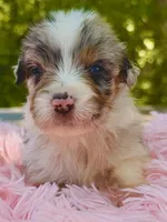 Aruba Blue, a female Australian Shepherd for sale in Port Orange, FL – 1 of 9