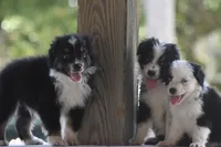 Freckles, a female Australian Shepherd for sale in Port Orange, FL – 7 of 8