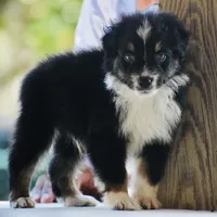 Scuba duba Blue, a male Australian Shepherd for sale in Port Orange, FL – 6 of 9