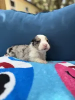Cayman Blue, a male Australian Shepherd for sale in Port Orange, FL – 8 of 10