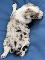 Harbor, a female Australian Shepherd for sale in Port Orange, FL – 7 of 9