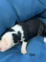 Gemini Blue, a female Australian Shepherd for sale in Port Orange, FL – 4 of 4