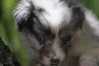 Aruba Blue, a female Australian Shepherd for sale in Port Orange, FL – 2 of 9