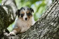 Cameo, a male Australian Shepherd for sale in Port Orange, FL – 10 of 10