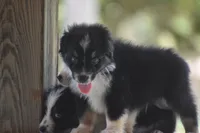 Scuba duba Blue, a male Australian Shepherd for sale in Port Orange, FL – 4 of 9