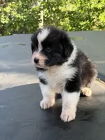 Cupids bow, a male Australian Shepherd for sale in Port Orange, FL – Photo 4 of 6