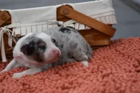 Razor Blue Valentine, a male Australian Shepherd for sale in Port Orange, FL – Photo 5 of 8