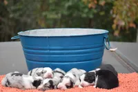 Razor Blue Valentine, a male Australian Shepherd for sale in Port Orange, FL – Photo 8 of 8