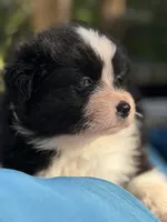 Cupids bow, a male Australian Shepherd for sale in Port Orange, FL – Photo 6 of 6