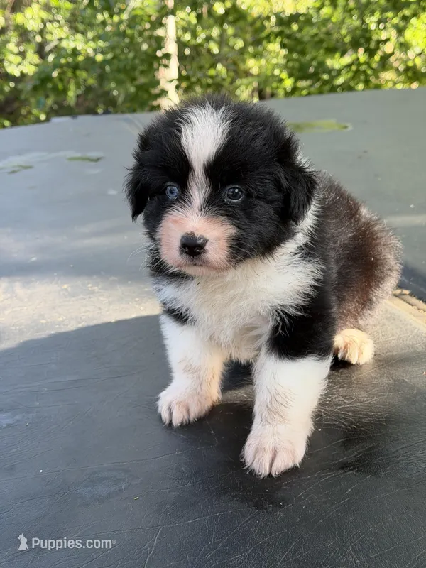Cupids bow – Australian Shepherd puppy for sale in Port Orange, FL