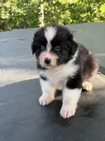 Cupids bow, a male Australian Shepherd for sale in Port Orange, FL – Photo 1 of 6