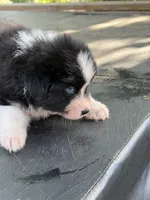 Cupids bow, a male Australian Shepherd for sale in Port Orange, FL – Photo 2 of 6