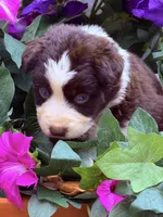 Cupids bow, a female Australian Shepherd for sale in Port Orange, FL – Photo 4 of 9
