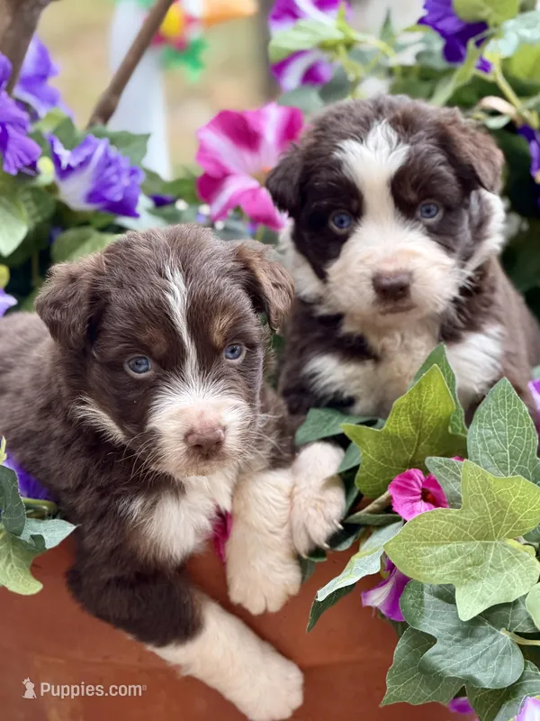 Cupids bow – Australian Shepherd puppy for sale in Port Orange, FL