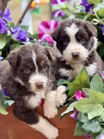 Cupids bow, a female Australian Shepherd for sale in Port Orange, FL – Photo 1 of 9