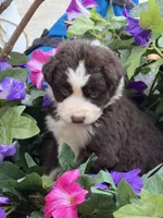 Cupids bow, a female Australian Shepherd for sale in Port Orange, FL – Photo 6 of 9