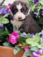 Cupids bow, a female Australian Shepherd for sale in Port Orange, FL – Photo 7 of 9