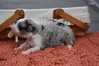 Razor Blue Valentine, a male Australian Shepherd for sale in Port Orange, FL – Photo 2 of 8