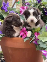 Cupids bow, a female Australian Shepherd for sale in Port Orange, FL – Photo 9 of 9