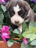 Cupids bow, a female Australian Shepherd for sale in Port Orange, FL – Photo 5 of 9