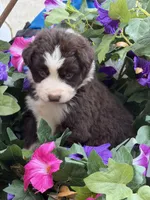 Cupids bow, a female Australian Shepherd for sale in Port Orange, FL – Photo 3 of 9