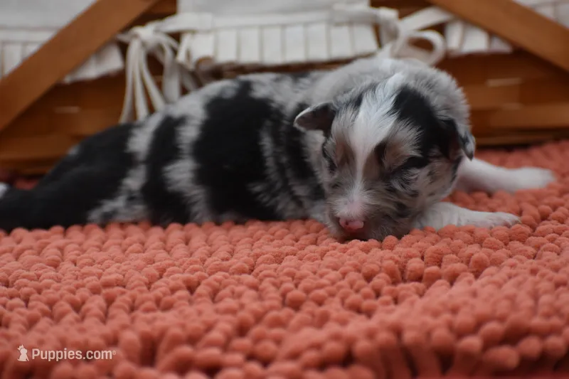 Razor Blue Valentine