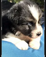 Cupids bow, a male Australian Shepherd for sale in Port Orange, FL – Photo 5 of 6