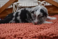 Razor Blue Valentine, a male Australian Shepherd for sale in Port Orange, FL – Photo 4 of 8