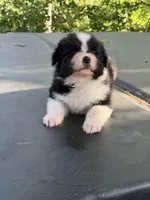 Cupids bow, a male Australian Shepherd for sale in Port Orange, FL – Photo 3 of 6