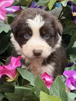 Cupids bow, a female Australian Shepherd for sale in Port Orange, FL – Photo 2 of 9