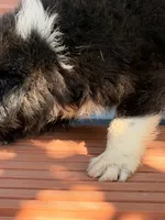 Sebastien, a male Australian Shepherd for sale in Port Orange, FL – 2 of 10